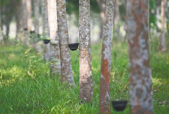 首页| 88858cc永利集团(Macau)官方网站